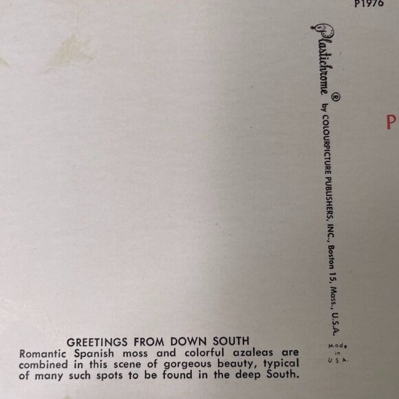 Vintage Post Card Tree With Spanish Moss Azalea Bushes Standard u - Picture 2 of 3